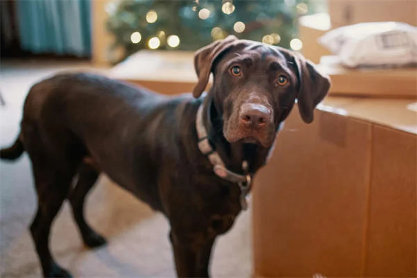 Come tenere al sicuro il tuo cane quando sei fuori casa: 7 consigli pratici