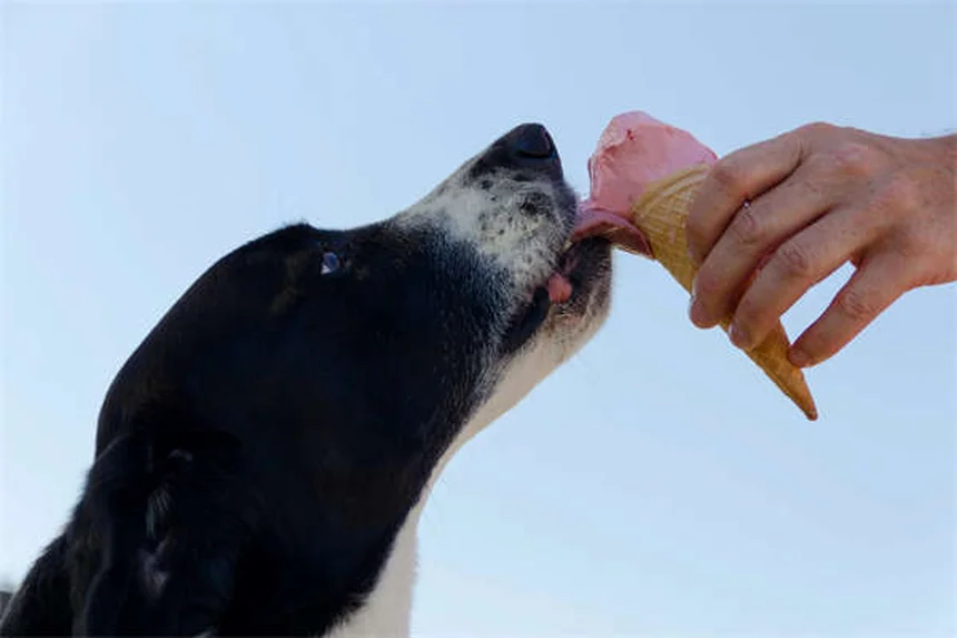 Come stimolare mentalmente il tuo cane: 9 truppi facili ed economici