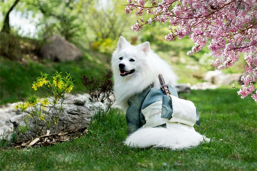 Come stimolare mentalmente il tuo cane: 9 truppi facili ed economici