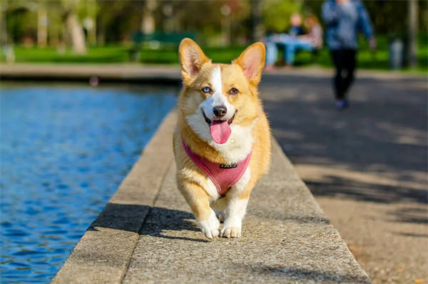 5 consigli essenziali per la sicurezza del cane sulle scale