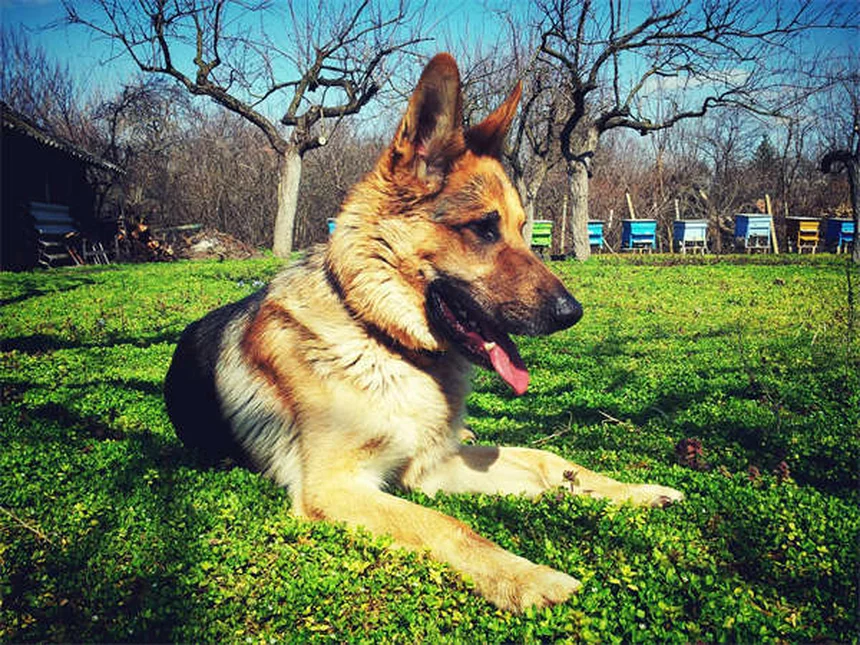 Perché i cani russano? 5 cause sorprendenti spiegate dal veterinario