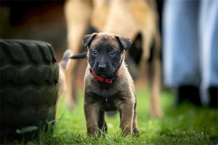 Sindrome di Fanconi nei Cani: Sintomi, Cause e Cure Efficaci