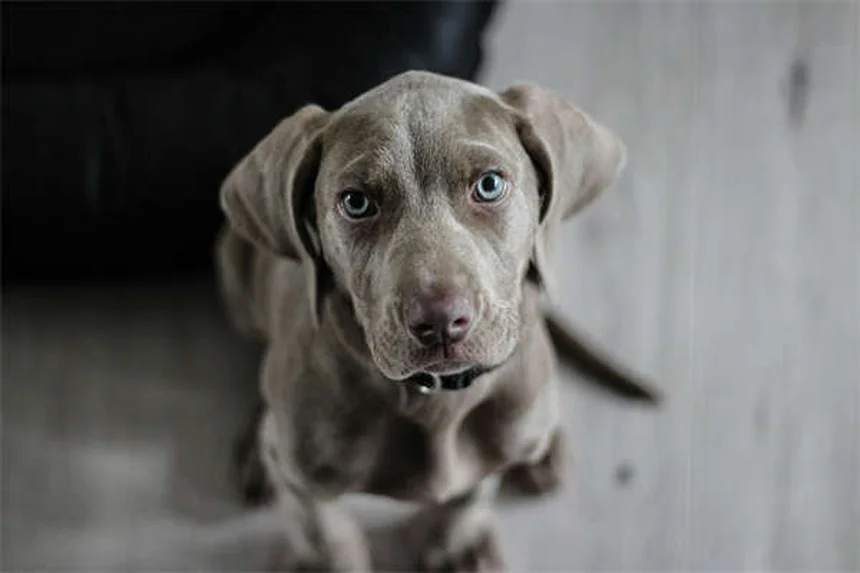 Sindrome di Fanconi nei Cani: Sintomi, Cause e Cure Efficaci