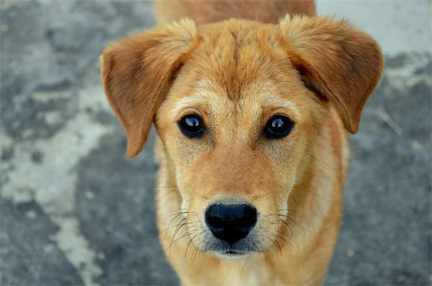 Contusione polmonare nei cani: sintomi, cure e cosa fare subito