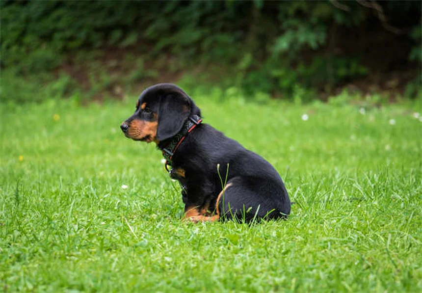 18 Razze di Cani Acquatici: Scopri i Migliori Nuotatori a 4 Zampe