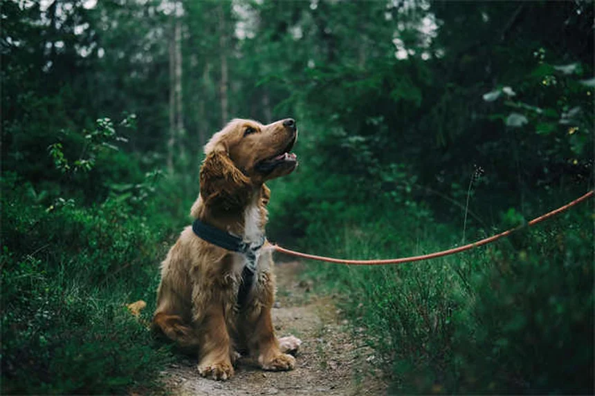 5 razze di cani perfetti per chi ama i gatti