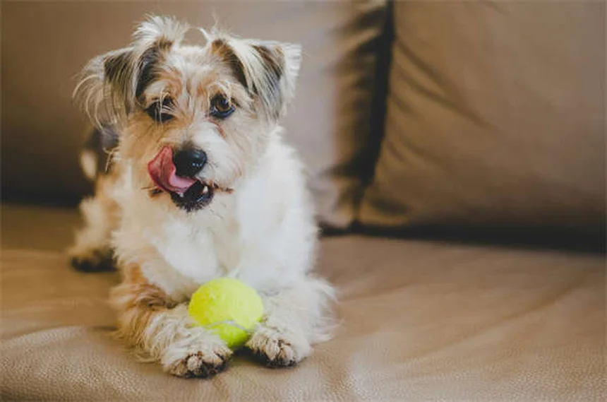 Come far convivere cane e gatto: 5 passi per un'introduzione senza stress
