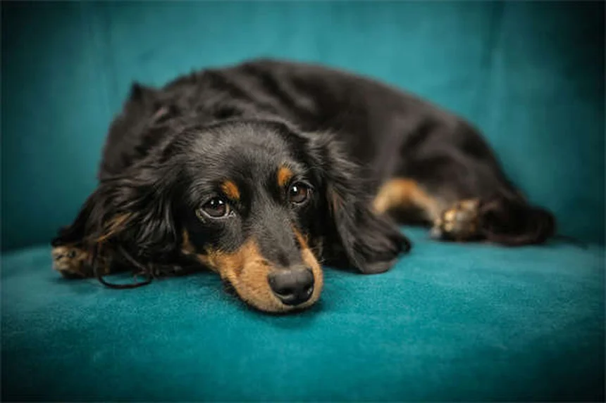Come far convivere cane e gatto: 5 passi per un'introduzione senza stress
