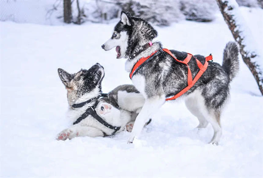 Come introdurre cani e gatti a un nuovo coinquilino: guida passo passo