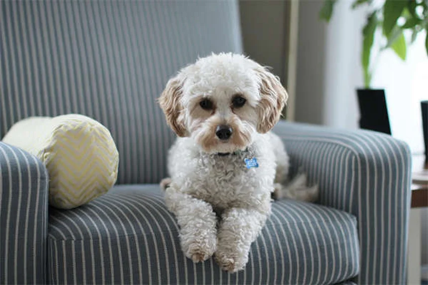 Come introdurre cani e gatti a un nuovo coinquilino: guida passo passo