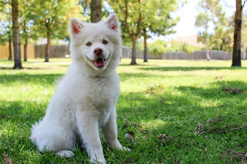 Conigli come animali domestici: 10 cose da sapere prima di adottarne uno