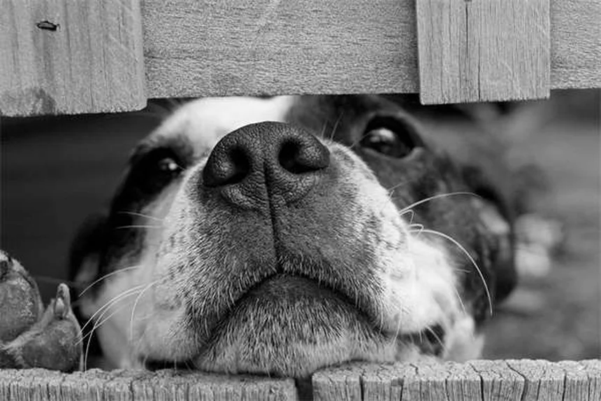 Le 5 razze di conigli più adorabili da avere in casa