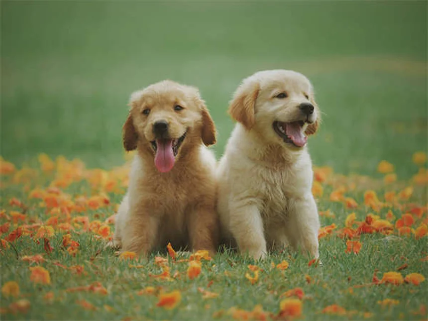 Le 5 razze di conigli più adorabili da avere in casa