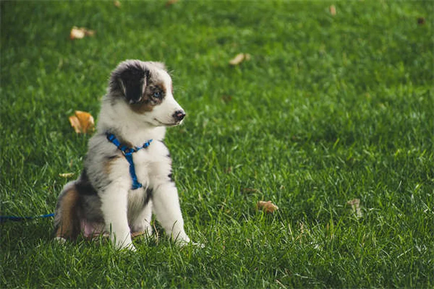 Cosa fare se il tuo gatto ha una zampa gonfia: guida completa