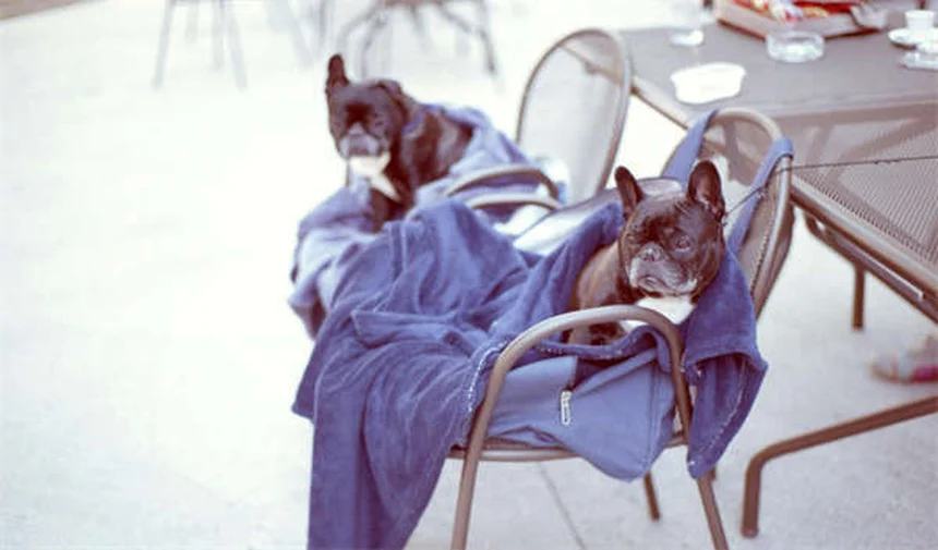 Occhi nuvolosi nel gatto: cause e rimedi immediati