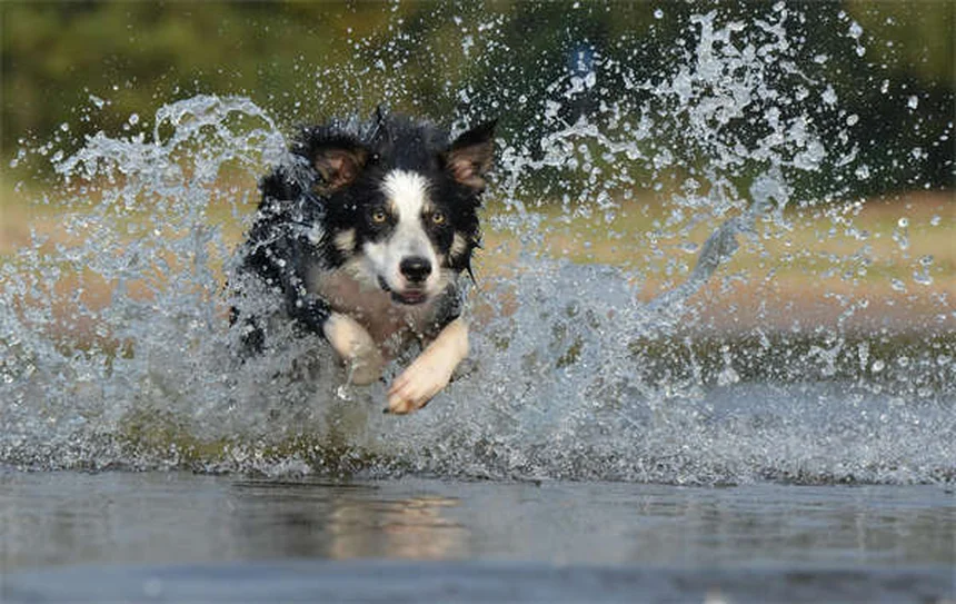 Fumo passivo e animali domestici: i pericoli nascosti per i tuoi amici a 4 zampe