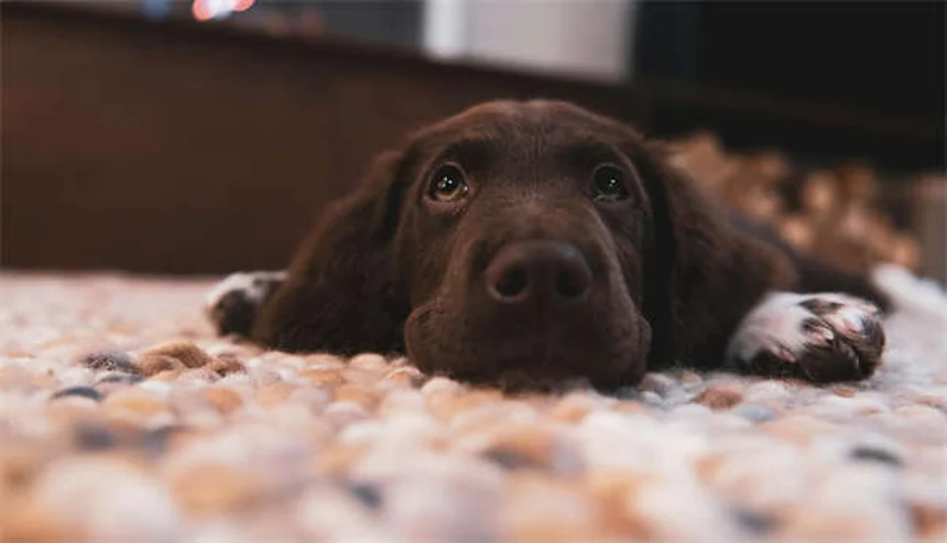 Come i cani insegnano la responsabilità ai bambini: 5 modi efficaci