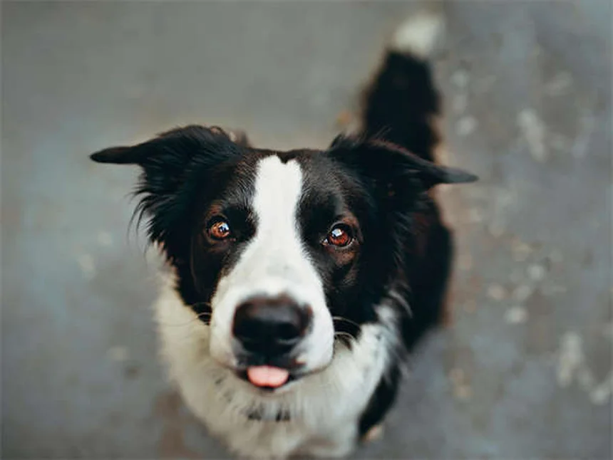 Benazepril per cani e gatti: guida completa all'uso veterinario