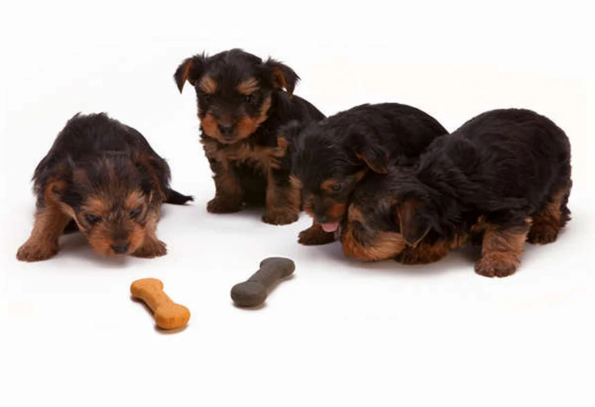 Benazepril per cani e gatti: guida completa all'uso veterinario