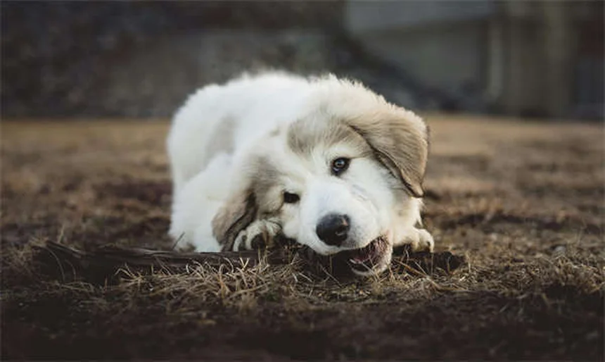 Pulci sui cani: come riconoscerle e eliminarle per sempre