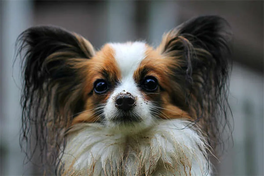 Pulci sui cani: come riconoscerle e eliminarle per sempre