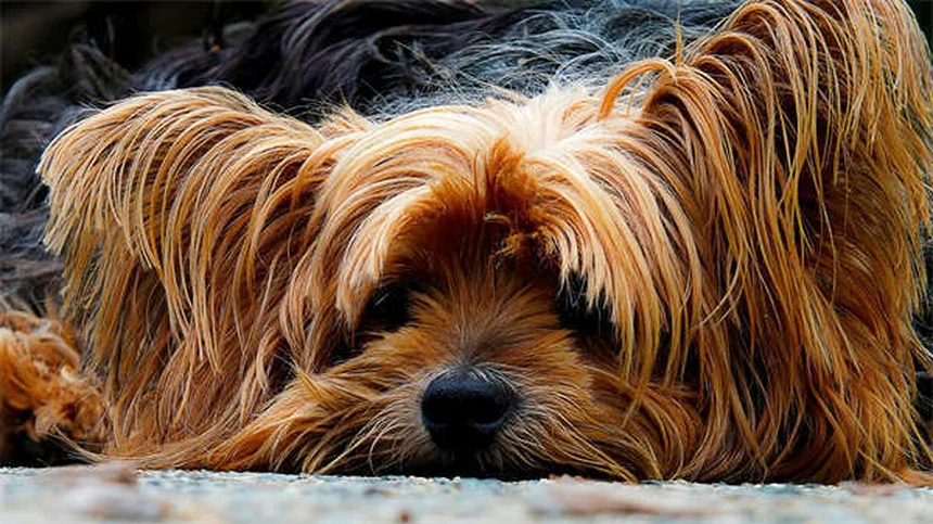 Come gestire lo stress quando il tuo cane o gatto è malato cronico