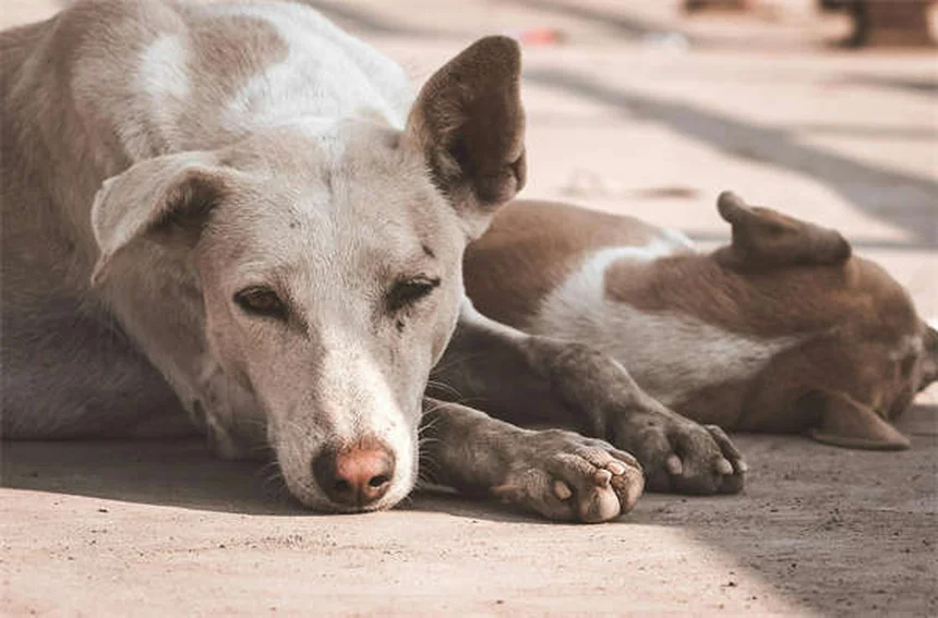 Come gestire lo stress quando il tuo cane o gatto è malato cronico