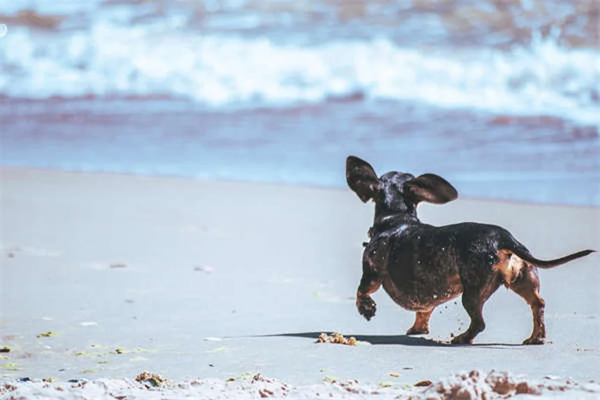 5 razze di cani perfetti per chi ama i gatti