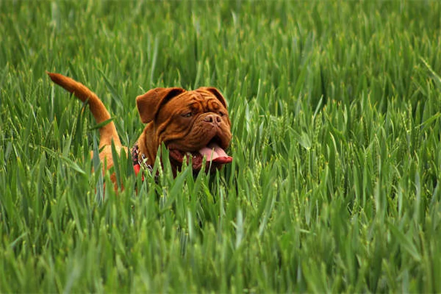 Animali domestici e neonati: 5 falsi miti da sfatare subito