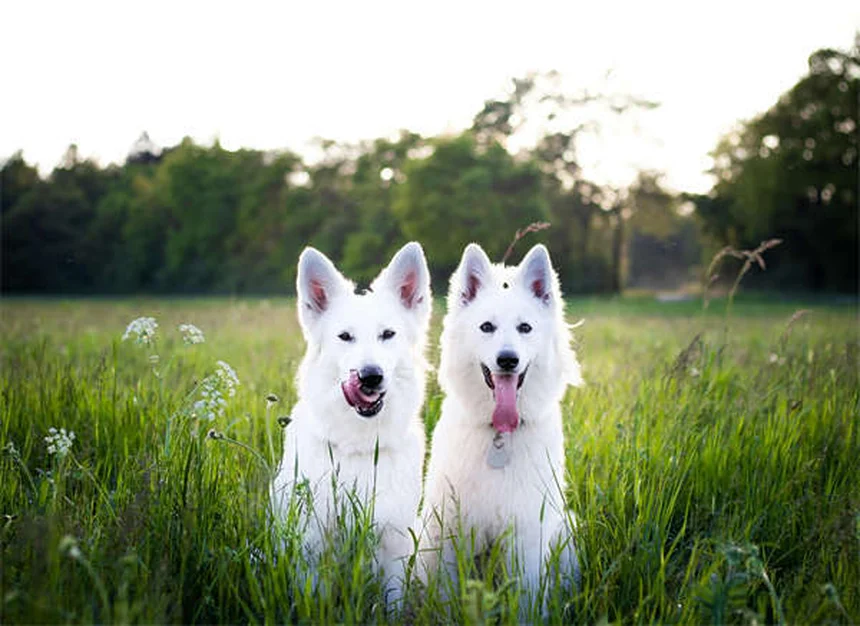 Animali domestici e neonati: 5 falsi miti da sfatare subito