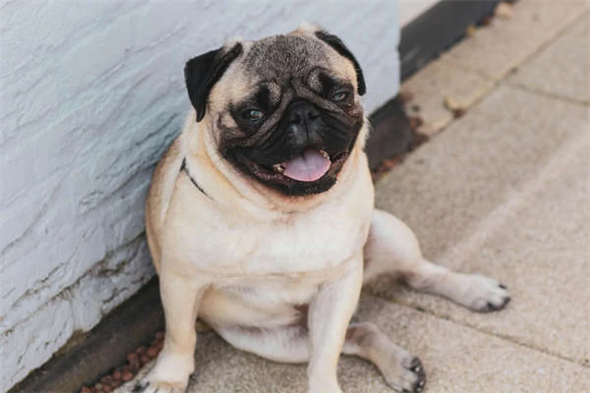 Animali domestici e neonati: 5 falsi miti da sfatare subito