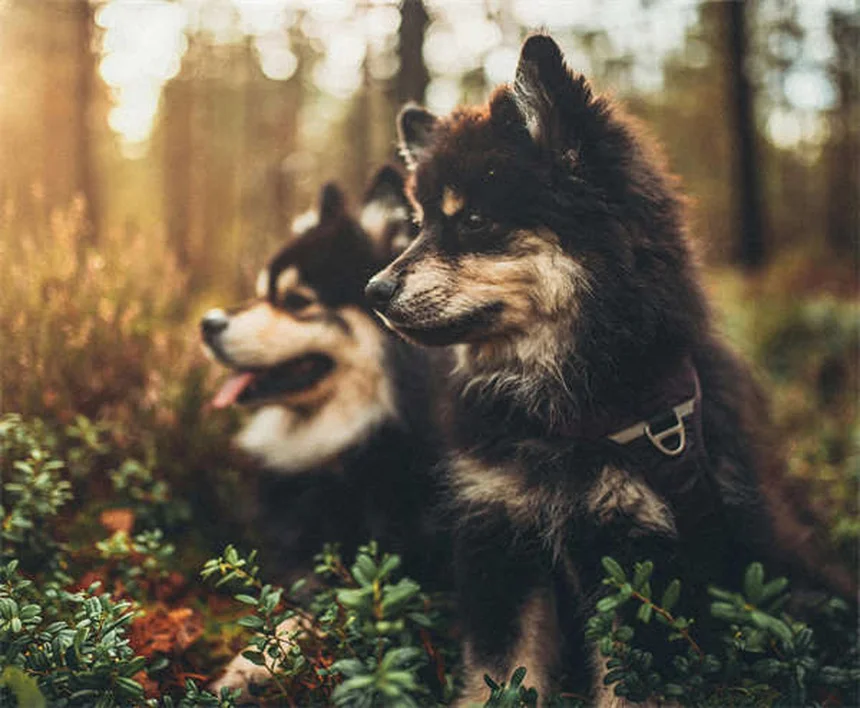 Diarrea con sangue nel cane: cause, sintomi e cosa fare subito