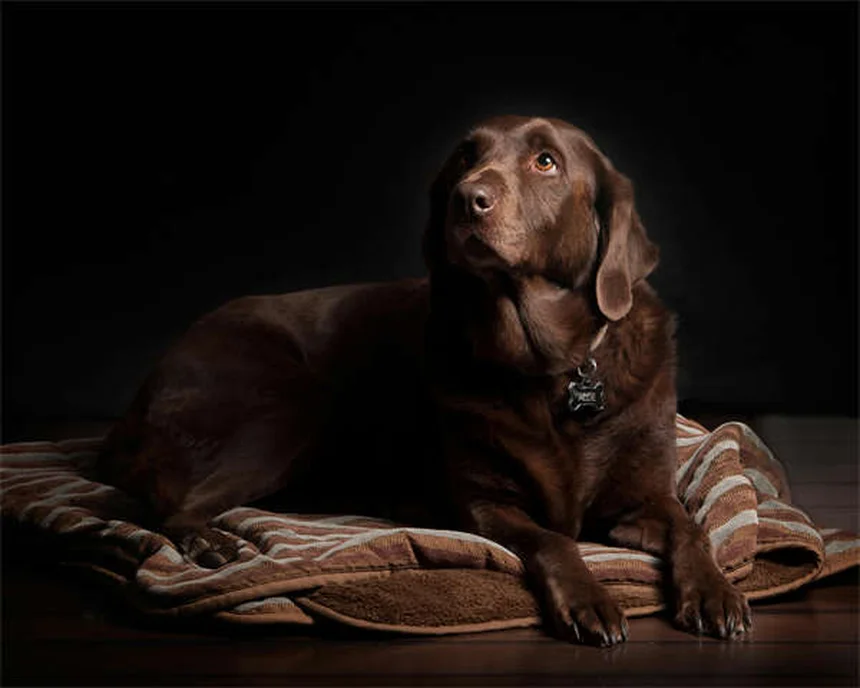 Canine Good Citizen: 5 Segreti per Superare il Test con il Tuo Cane