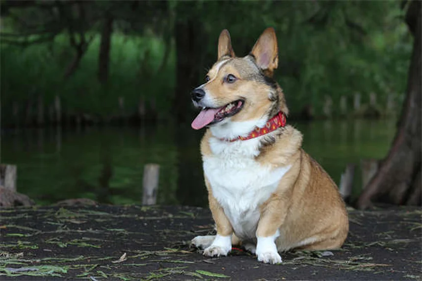 Canine Good Citizen: 5 Segreti per Superare il Test con il Tuo Cane