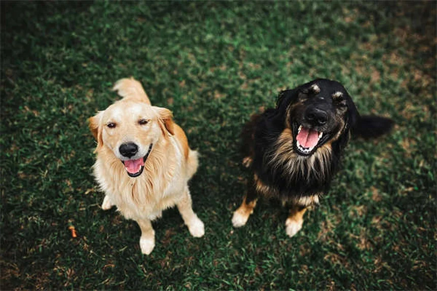 Lactated Ringer per Cani e Gatti: Guida Completa all'Uso