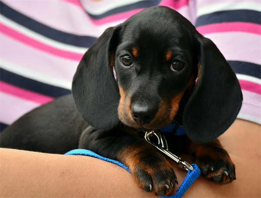 CBD per cani: funziona davvero? Scopri la verità