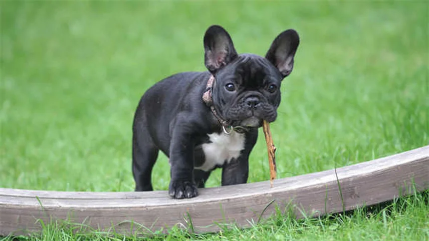 CBD per cani: funziona davvero? Scopri la verità