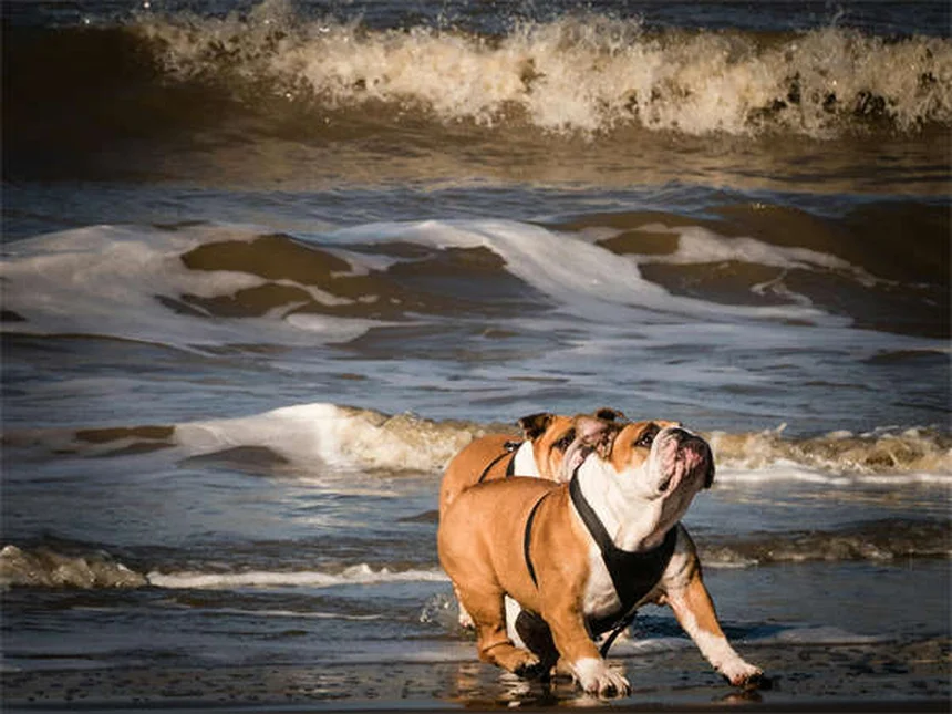 Il naso del cane: 10 curiosità sul superpotere olfattivo del tuo fido